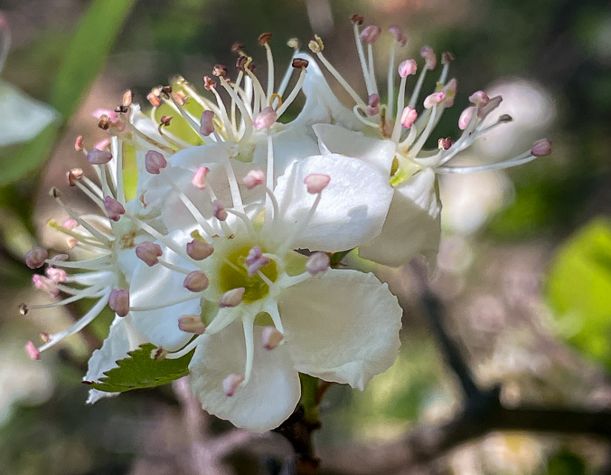 image of Crataegus aff. pinetorum, pineland hawthorn