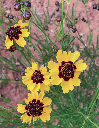 image of Coreopsis tinctoria var. tinctoria, Plains Coreopsis, Calliopsis, Garden Coreopsis, Golden Tickseed