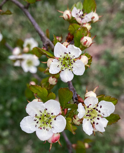 image of Crataegus aestivalis, Mayhaw, Eastern Mayhaw, May Hawthorn