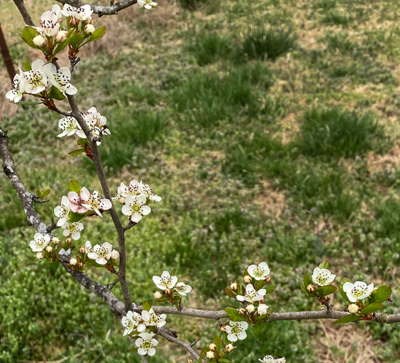 image of Crataegus aestivalis, Mayhaw, Eastern Mayhaw, May Hawthorn