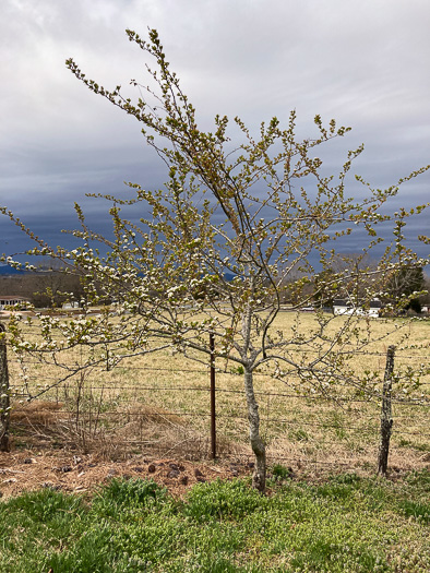 image of Crataegus aestivalis, Mayhaw, Eastern Mayhaw, May Hawthorn