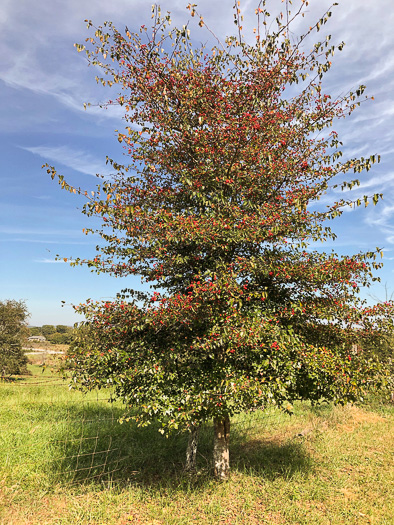 image of Crataegus phaenopyrum, Washington Hawthorn, Virginia Hawthorn