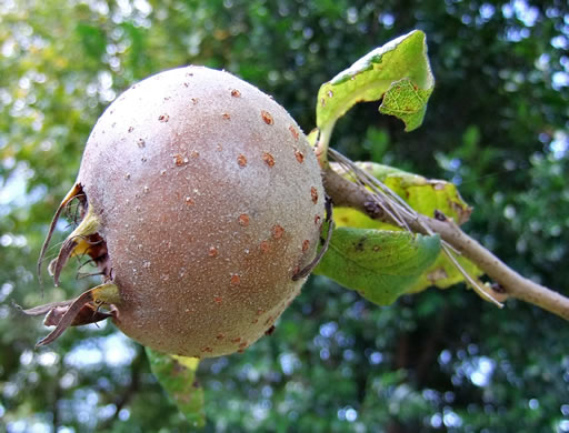 image of Crataegus germanica, European Medlar