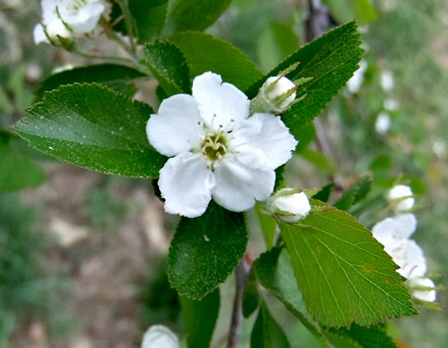 image of Crataegus visenda, Bristol Hawthorn