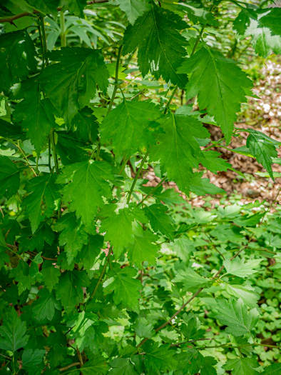 image of Crataegus coccinea, Scarlet Hawthorn