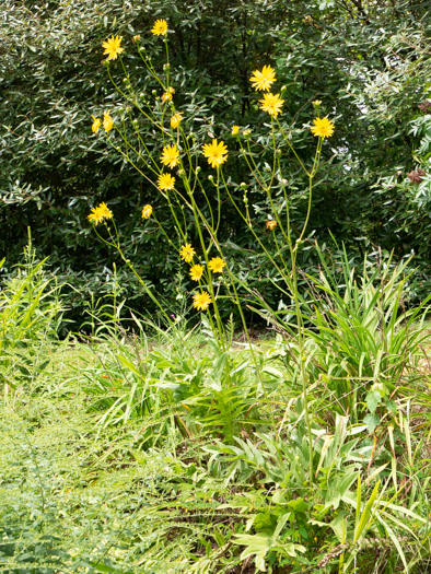 image of Silphium pinnatifidum, Tansy Rosinweed, Cutleaf Prairie-dock