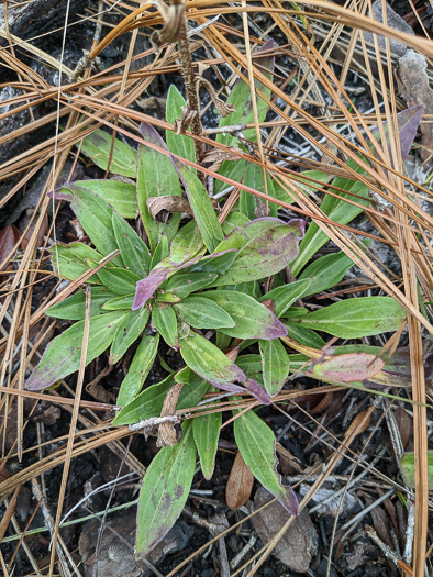 image of Trilisa paniculata, Deer's-tongue, Hairy Chaffhead, Panicled Chaffhead, Trilisa