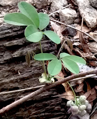 image of Akebia quinata, Five-leaf Akebia, Chocolate-vine