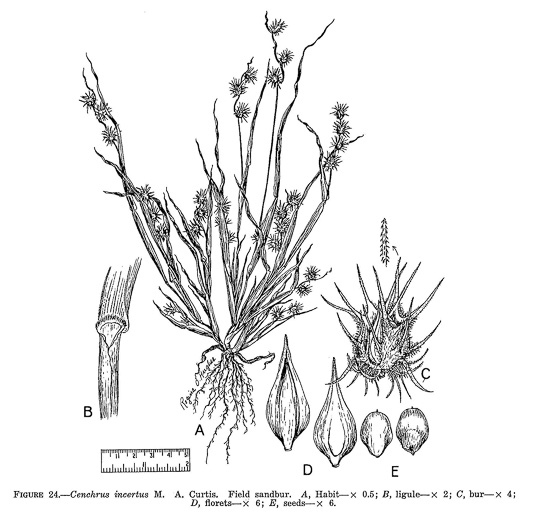 image of Cenchrus spinifex, Coastal Sandspur