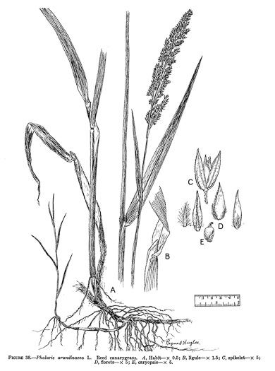 image of Phalaris arundinacea, Reed Canarygrass, Ribbongrass