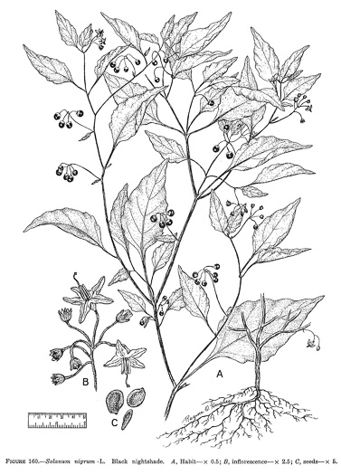 image of Solanum emulans, Eastern Black Nightshade