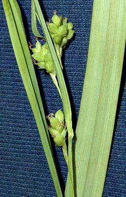 image of Carex flaccosperma, Meadow Sedge, Blue Wood Sedge, thinfruit sedge