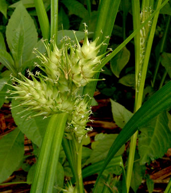 image of Carex lupulina, Hop Sedge