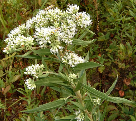 image of Eupatorium altissimum, Tall Thoroughwort, Tall Boneset