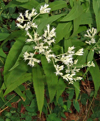 image of Eupatorium sessilifolium var. sessilifolium, Upland Boneset, Sessile-leaf Eupatorium