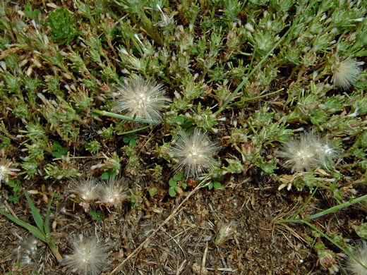 image of Facelis retusa, Trampweed, Fluffweed