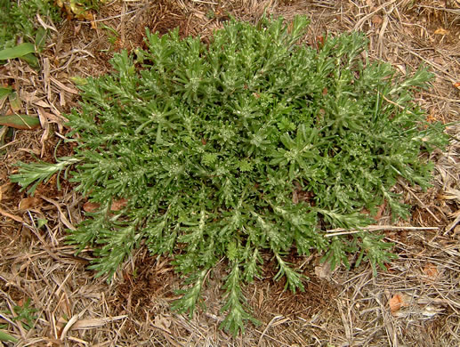 image of Facelis retusa, Trampweed, Fluffweed