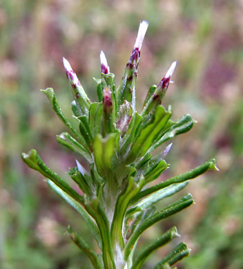 image of Facelis retusa, Trampweed, Fluffweed