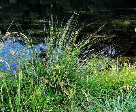 image of Juncus coriaceus, Leathery Rush