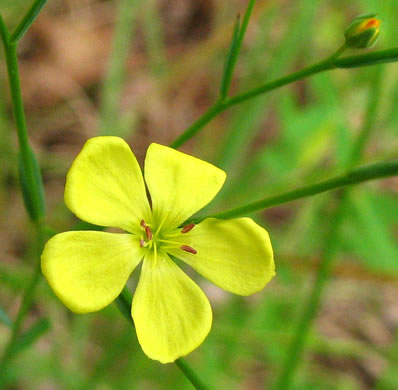 image of Linum virginianum, Virginia Yellow Flax, Woodland Flax