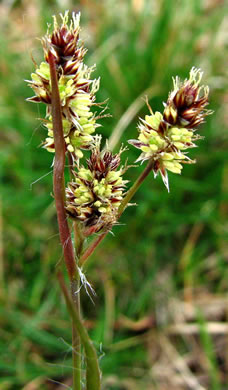 image of Luzula bulbosa, Bulbous Woodrush