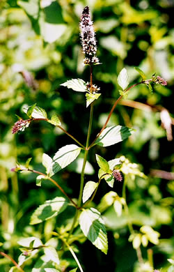 image of Mentha ×piperita var. piperita, Peppermint