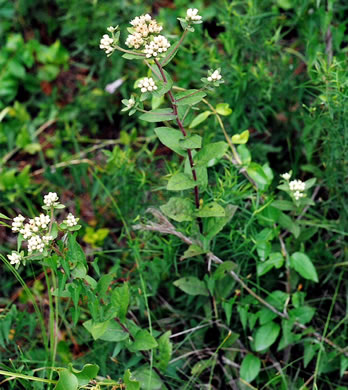 image of Pluchea foetida var. foetida, Stinking Camphorweed, Stinking Fleabane, Marsh Fleabane