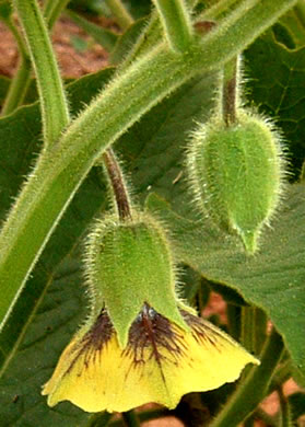 image of Physalis heterophylla, Clammy Ground-cherry