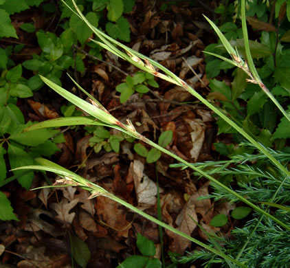 image of Scleria oligantha, Few-flowered Nutrush, Littlehead Nutrush