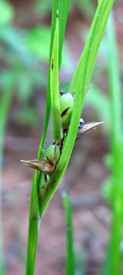 image of Scleria oligantha, Few-flowered Nutrush, Littlehead Nutrush