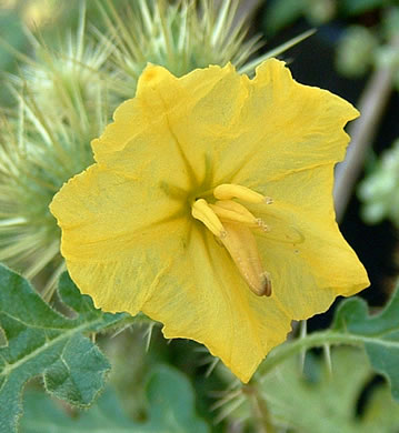 image of Solanum rostratum, Buffalo-bur Nightshade, Kansas-thistle