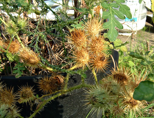 image of Solanum rostratum, Buffalo-bur Nightshade, Kansas-thistle