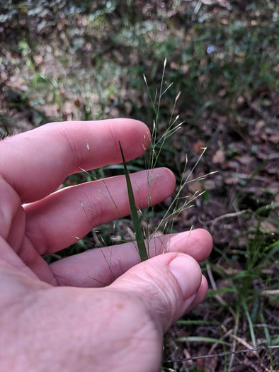 panicle