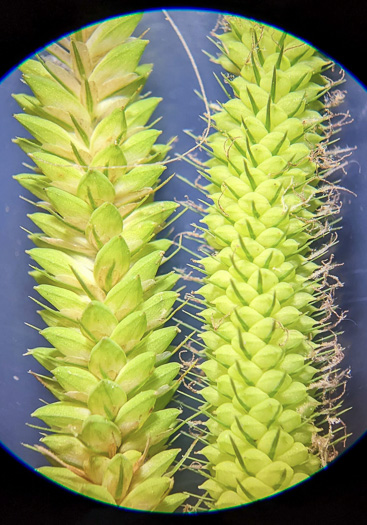 image of Carex crinita var. crinita, Long-fringed Sedge, Drooping Sedge