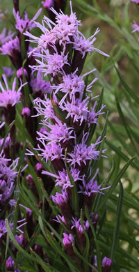 image of Liatris helleri, Smooth Blazing-star, Heller's Blazing-star