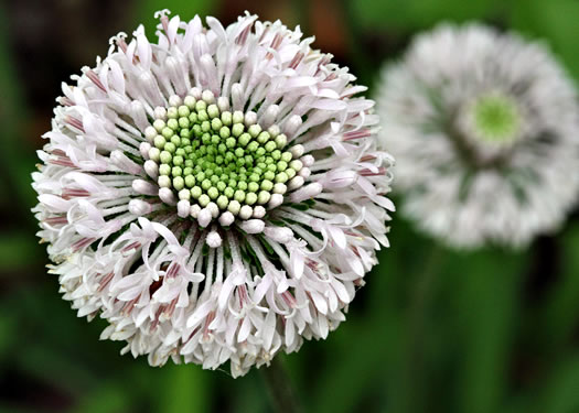 image of Marshallia obovata var. scaposa, Sandhill Marshallia, Savanna Barbara's-buttons, Spoon-shaped Barbara's-buttons