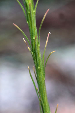 image of Liatris tenuifolia, Shortleaf Blazing-star, Shortleaf Gayfeather, Slender Blazing-star