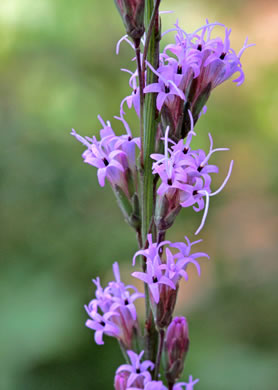 image of Liatris tenuifolia, Shortleaf Blazing-star, Shortleaf Gayfeather, Slender Blazing-star