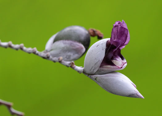 image of Thalia dealbata, Powdery Thalia, Powdery Alligator-flag