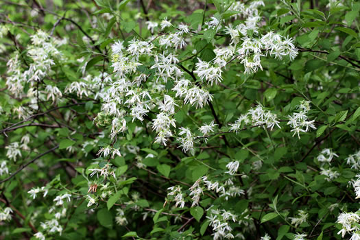 image of Neviusia alabamensis, Alabama Snow-wreath, Neviusia