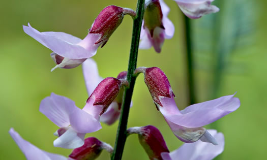 image of Astragalus michauxii, Sandhill Milkvetch, Michaux's Milkvetch