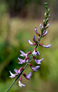 image of Astragalus michauxii, Sandhill Milkvetch, Michaux's Milkvetch