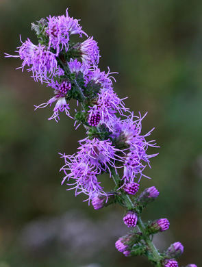 image of Liatris squarrulosa, Southern Blazing-star, Earle's Blazing-star, Appalachian Blazing-star