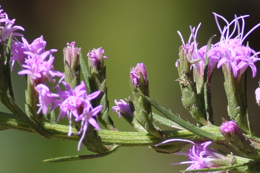 image of Liatris cokeri, Sandhill Blazing-star