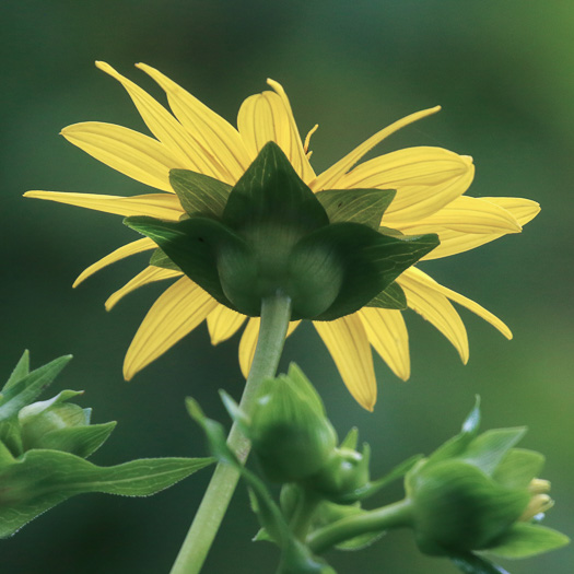 image of Silphium perfoliatum, Common Cup-plant, Indian Cup