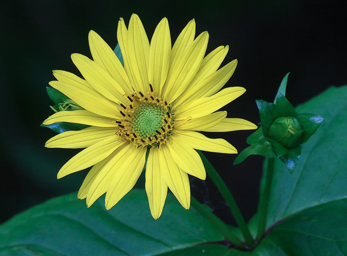 image of Silphium perfoliatum, Common Cup-plant, Indian Cup