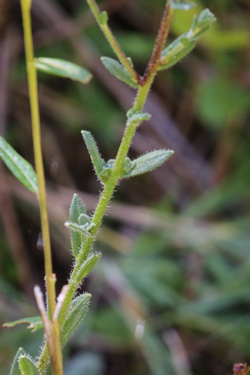 image of Carphephorus tomentosus, Sticky Chaffhead, Woolly Chaffhead, Carolina Chaffhead