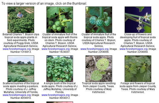 image of Solanum viarum, Tropical Soda-apple