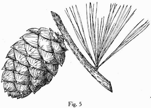 Fig. 5