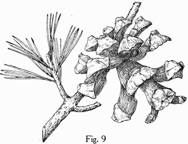 Fig. 9